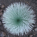 silversword